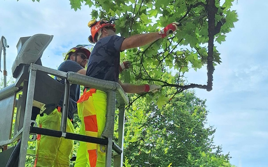 Erster Bürgermeister Daniel Güthler hilft bei der Baumpflege im Salamander-Stadtpark Erster Bürgermeister Daniel Güthler hilft bei der Baumpflege im Salamander-Stadtpark