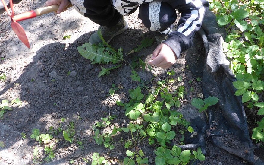 Gemeinsam wurden unter anderem die Beete im Garten der Kita Bolzstraße auf Vordermann gebracht.