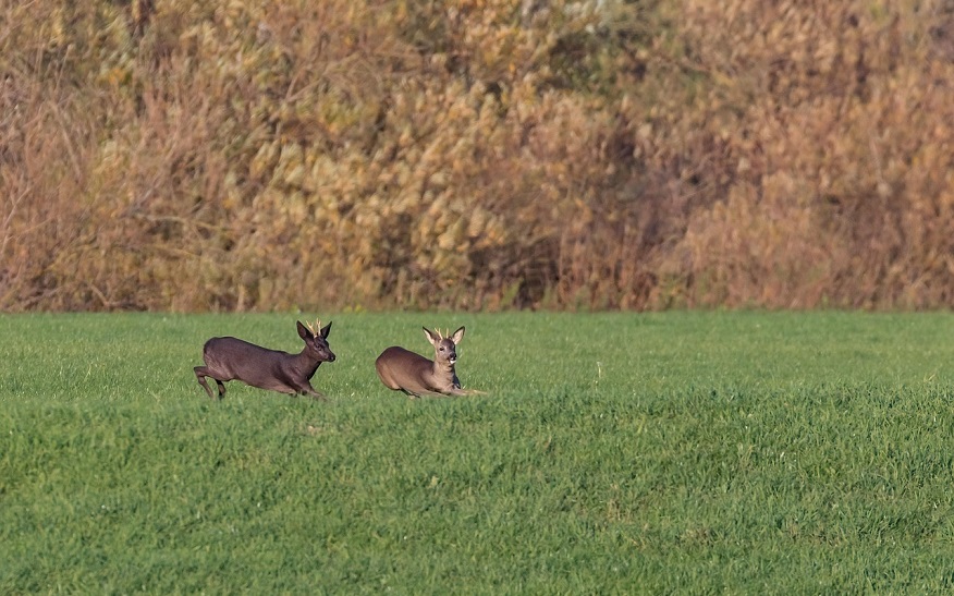 Symbolbild: Pixabay.com