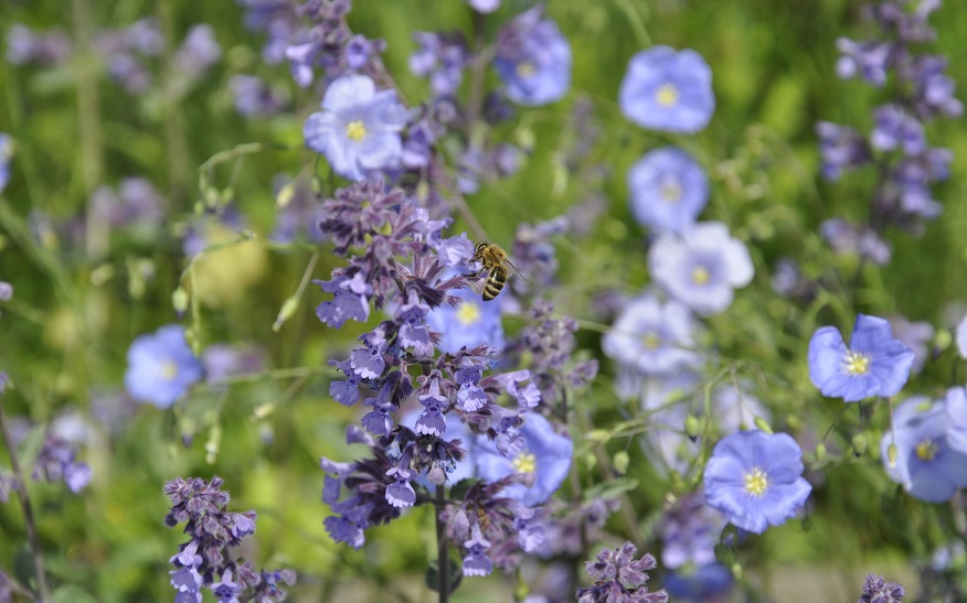 Auf den Kornwestheimer "Natur nah dran"-Flächen finden Bienen und zahlreiche weitere Insekten einen großes Nahrungsangebot.